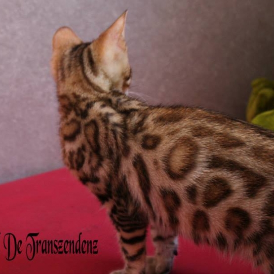 Image pour l'annonce Chatons bengal LOOF