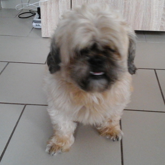 Image pour l'annonce Donne shih tzu