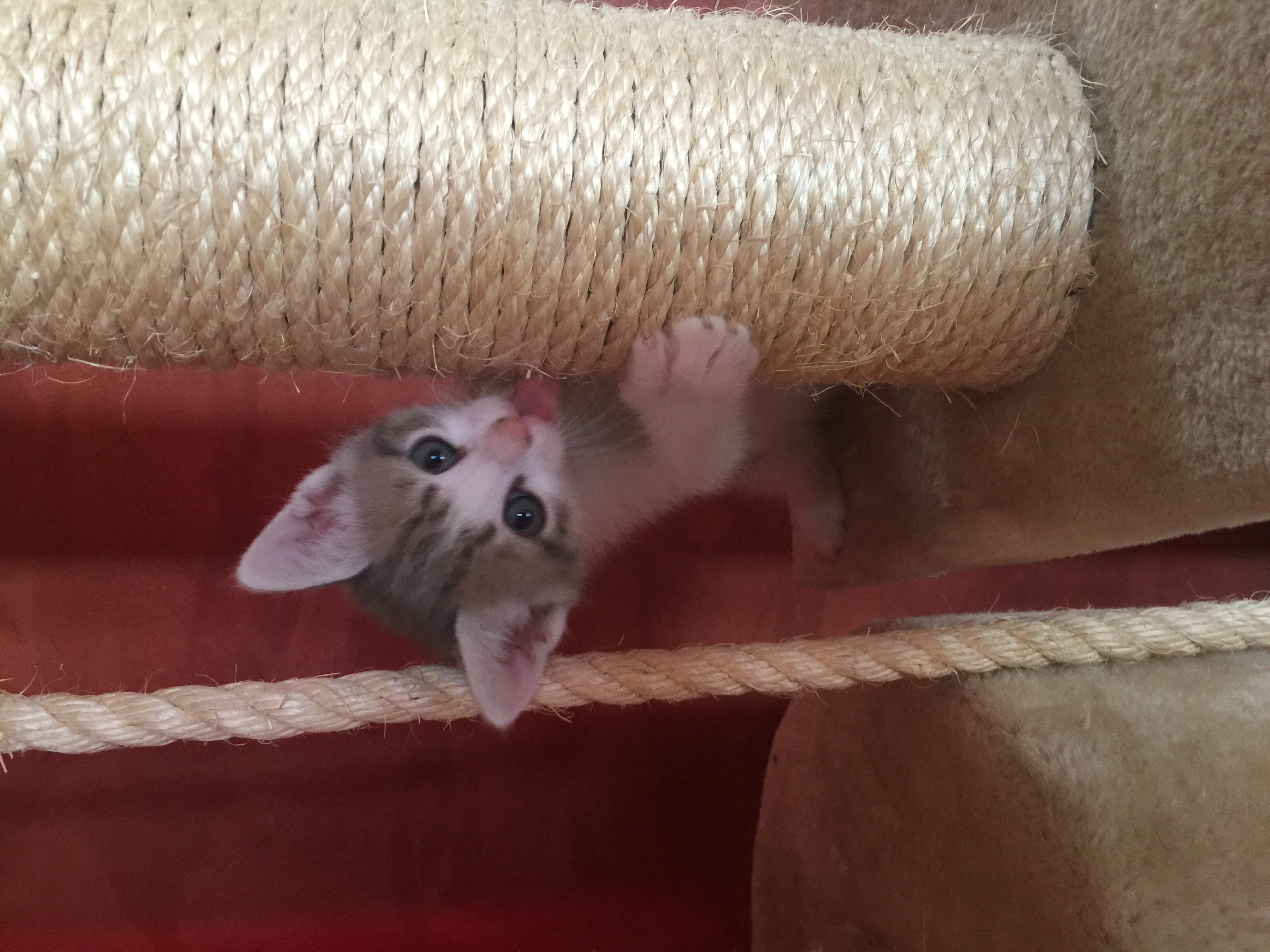Chaton a donner Gard (30) GRATUIT sur