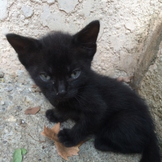 Image pour l'annonce Donne petite chatte noire