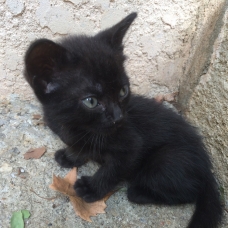Image pour l'annonce Donne petite chatte noire