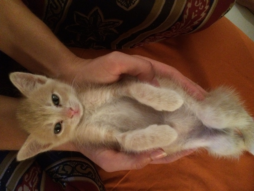 Chaton roux a donner lyon Heneicosane
