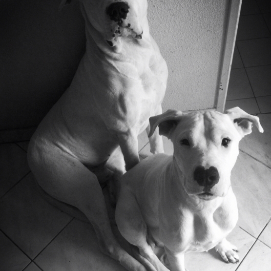 Image pour l'annonce A adopter couple Dogue Argentin