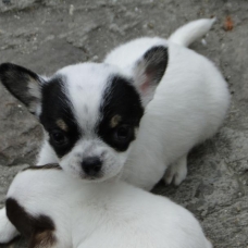 Image pour l'annonce A donner 2 Chihuahua magnifique mâle & femelle poil longs