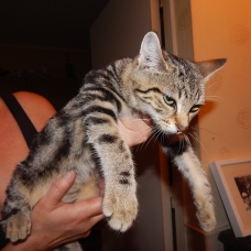 Image pour l'annonce donne chaton femelle d'environ 4 mois