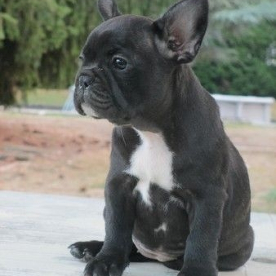 Vends Bouledogue Francais Loiret 45 Sur Animoz Net