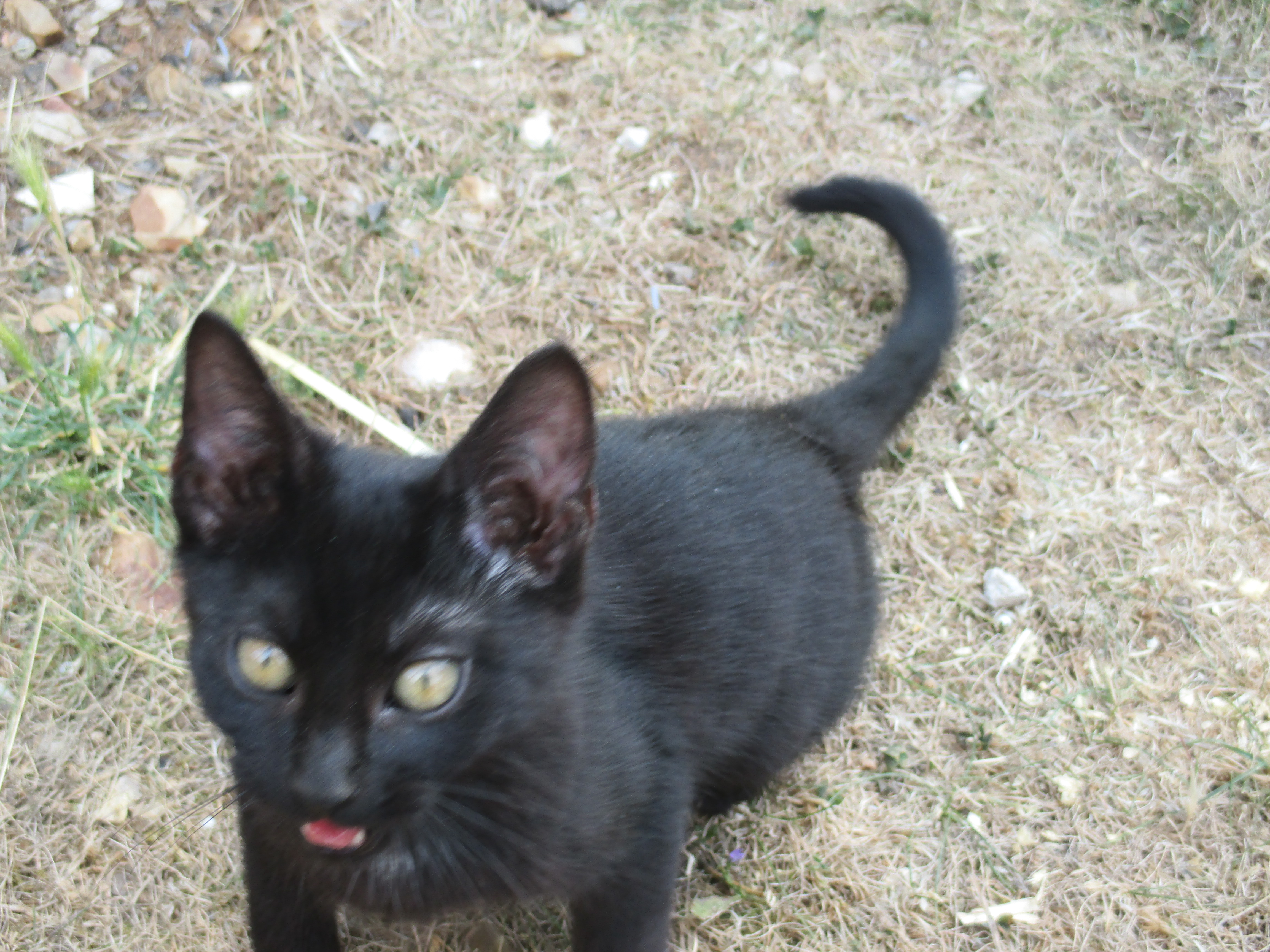 particulier donne chaton Eure (27) GRATUIT sur