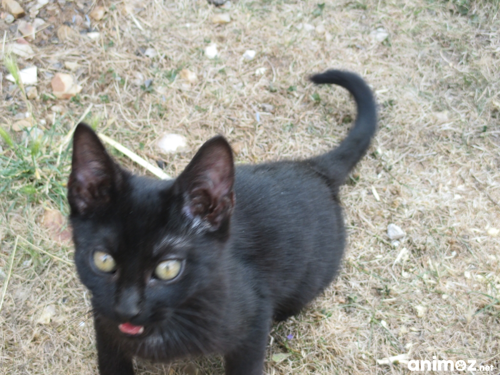 Chat gratuit haute saone