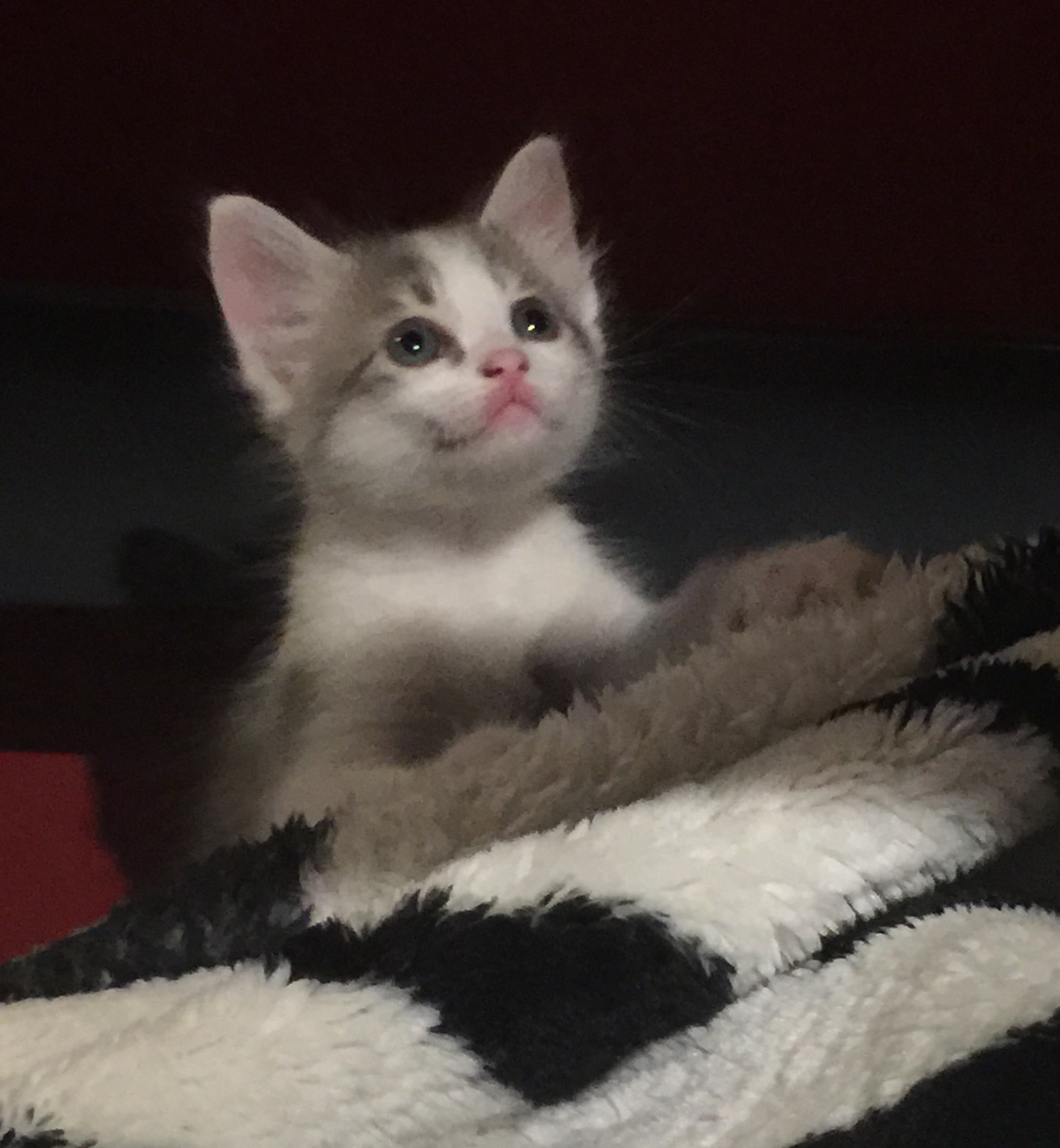 chaton à donner Gard (30) - GRATUIT sur Animoz.net