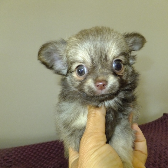 Image pour l'annonce Vend bébé Chihuahua