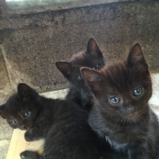 Image pour l'annonce Donne chatons âgés de 2 mois, gentils et propres