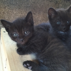 Image pour l'annonce Donne chatons âgés de 2 mois, gentils et propres