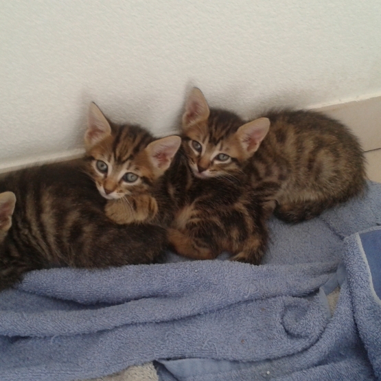Image pour l'annonce donne 3 chatons mâles