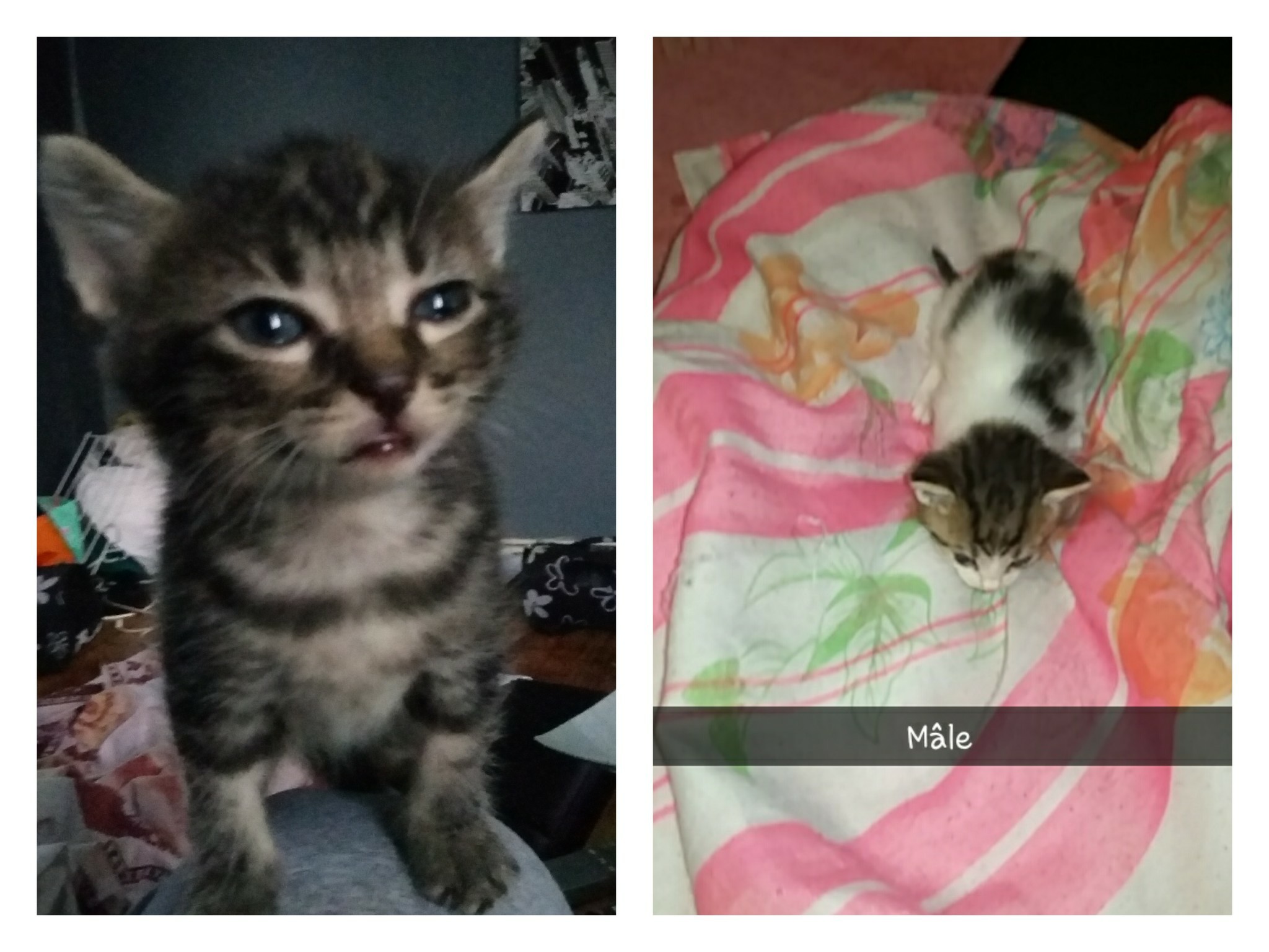 Chatons à donner IleetVilaine (35) GRATUIT sur