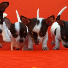 Image pour l'annonce Vends Chiots Chihuahua