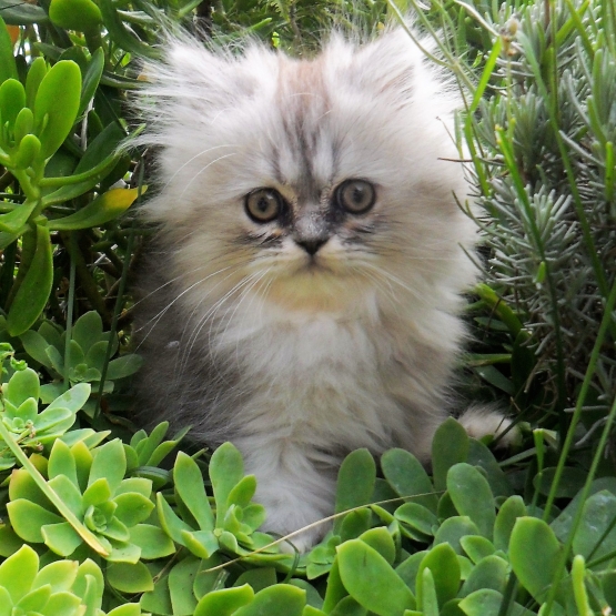 Image pour l'annonce chat persan