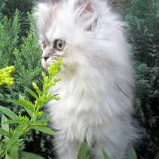 Image pour l'annonce chat persan