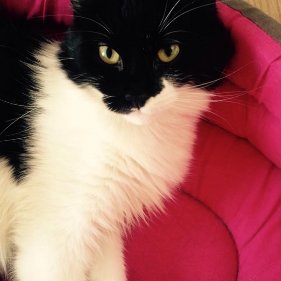 Image pour l'annonce donne chat noir et blanc poils long
