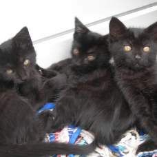 Image pour l'annonce 3 chatons noirs à donner