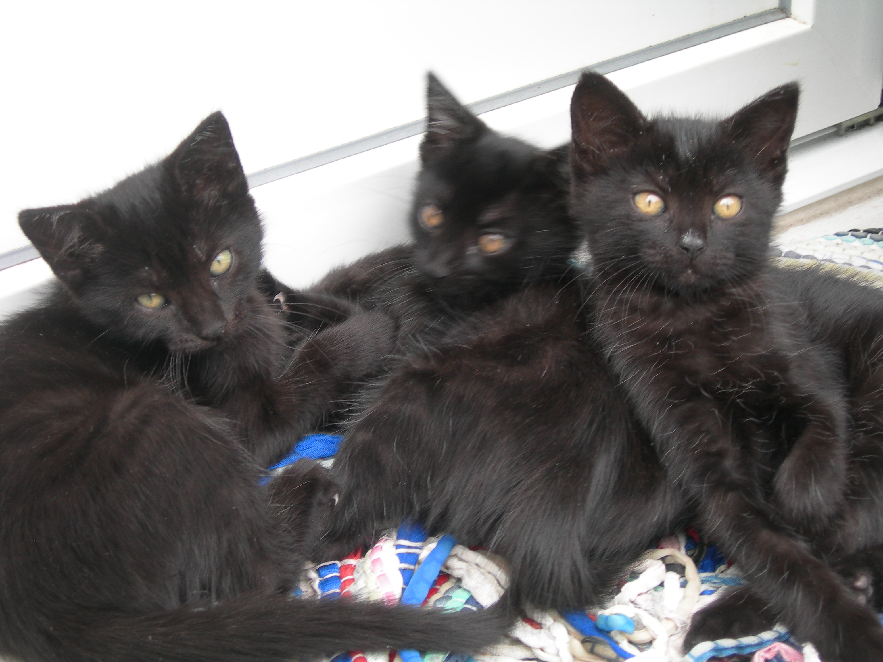 4 black cats