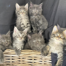 Image pour l'annonce 7 chatons MAINE COON LOOF élevés en famille - Non stérilisés