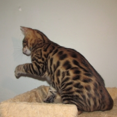 Image pour l'annonce Chaton Bengal LOOF