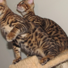 Image pour l'annonce Chaton Bengal LOOF