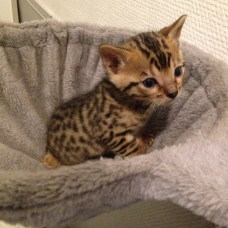 Image pour l'annonce Chatons bengal LOOF