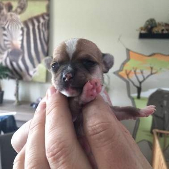 Image pour l'annonce Adorable bébé Chihuahua a reserver