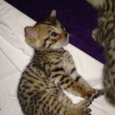 Image pour l'annonce chatons bengal LOOF