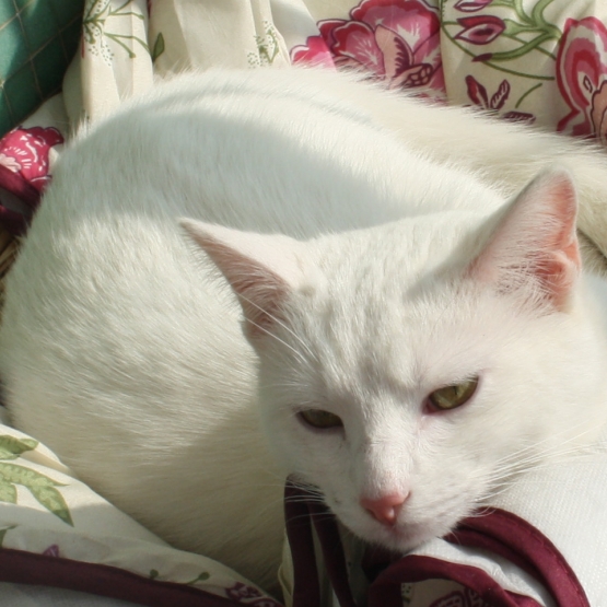 Chat sexe marseille