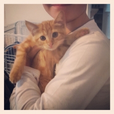 Image pour l'annonce Adorable chaton roux à adopter  =^.^=