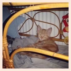 Image pour l'annonce Adorable chaton roux à adopter  =^.^=