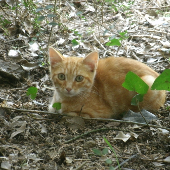 Image pour l'annonce Donne chaton mâle roux