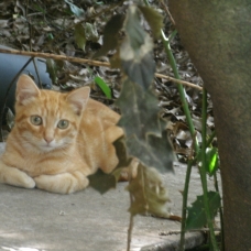 Image pour l'annonce Donne chaton mâle roux