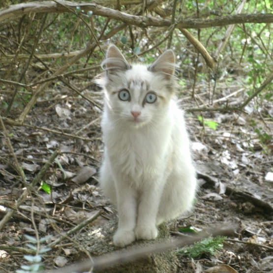 Image pour l'annonce Donne une magnifique chaton femelle