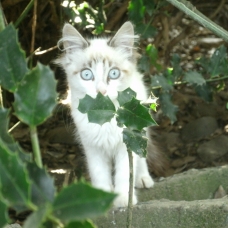 Image pour l'annonce Donne une magnifique chaton femelle