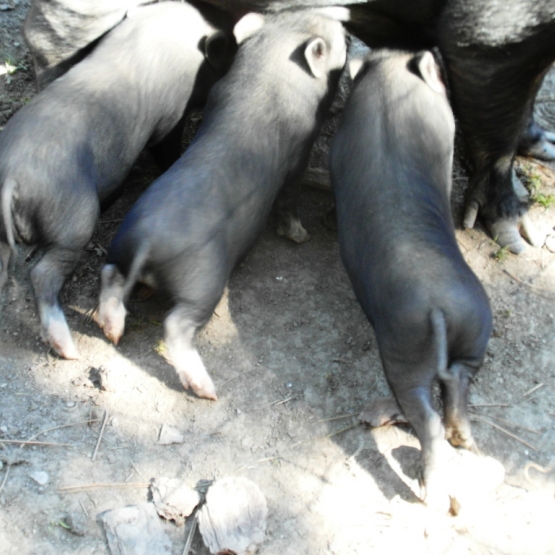 Image pour l'annonce Magnifiques cochons nains