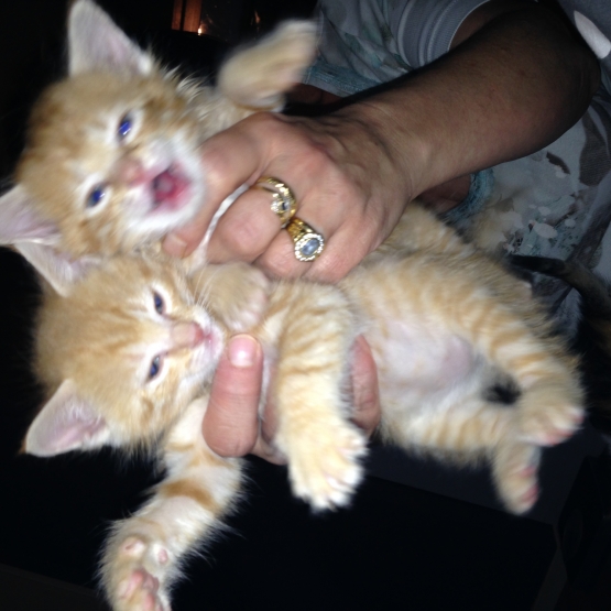 Image pour l'annonce Donne 2 chatons roux mâles contre bons soins