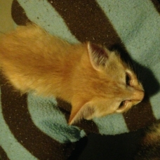 Image pour l'annonce Donne 2 chatons roux mâles contre bons soins