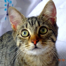Image pour l'annonce Mingao, jolie chaton (ne) tigrée à adopter