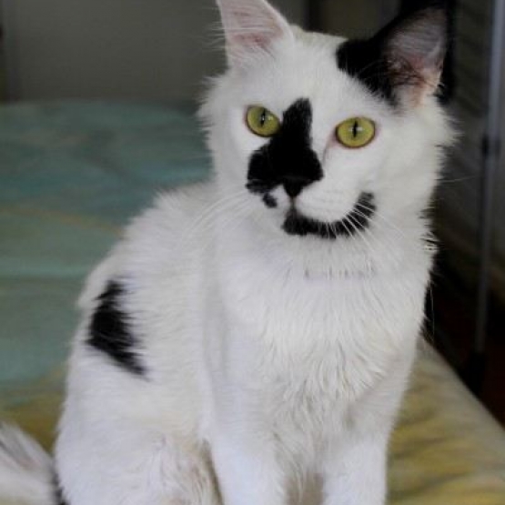 Image pour l'annonce Malakaï, jeune chat à adopter