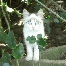 Image pour l'annonce Donne magnifique chaton femelle