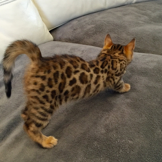 Image pour l'annonce Chatons bengal loof