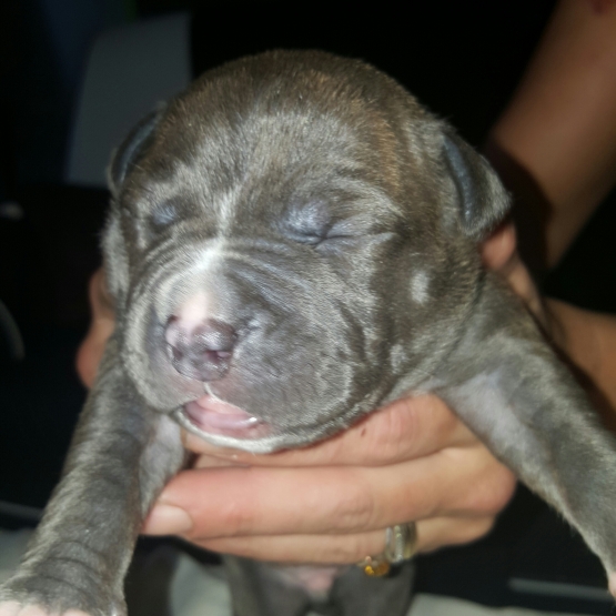 Image pour l'annonce chiots American bully