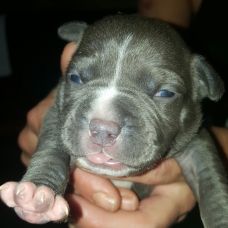 Image pour l'annonce chiots American bully