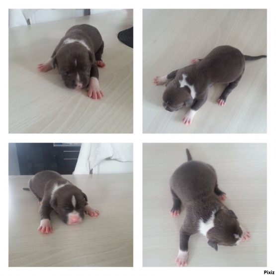 Image pour l'annonce Vends American staff, Am staff, american staffordshire terrier