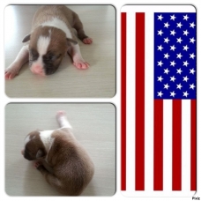 Image pour l'annonce Vends American staff, Am staff, american staffordshire terrier