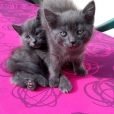 Image pour l'annonce Donne 2 chatons de 3 mois(M et F) poils mi-longs gris cendrés