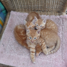 Image pour l'annonce Donne 3 chatons roux